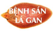 Hướng dẫn chẩn đoán, điều trị và phòng bệnh sán lá gan nhỏ